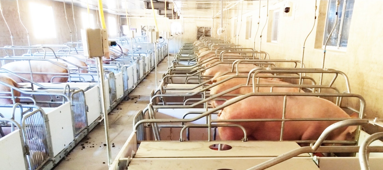 04-图片说明：遍布猪舍的各类传感器，可以自动检测调节温度、湿度、甲烷浓度等-2.jpg