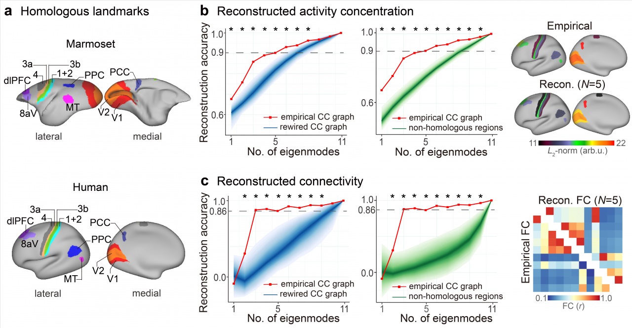 图3_狨猴神经元水平连接的特征模式推断人类同源区域的功能活动模式.png